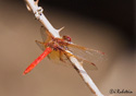 Sympetrum illotum